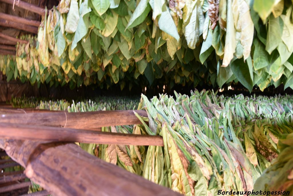 La ventilation du hangar est alors primordiale pour un séchage de qualité. Les feuilles sont empilées par catégorie et va débuter leur fermentation également très surveillée en terme d'humidité et de température.