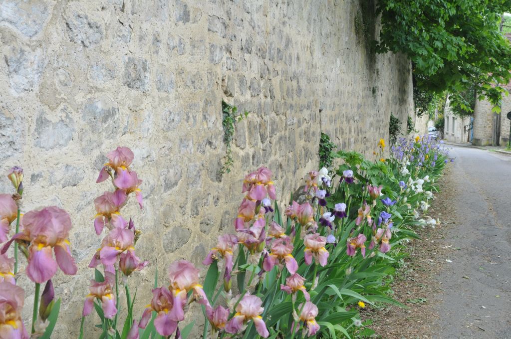 Laissons-nous guider par les iris...