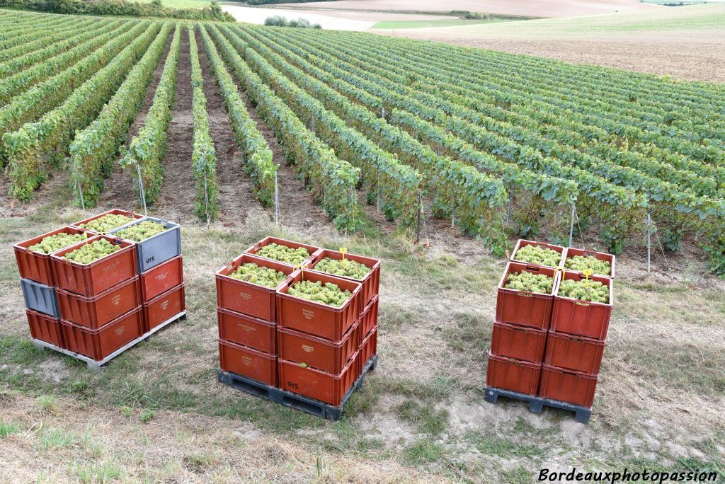 Les cépages rouges pinot noir et pinot meunier sont déjà ramassés. Il reste sur pied le chardonnay.