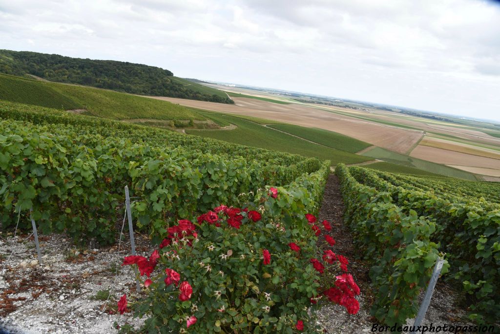 Seuls les côteaux exposés au soleil sont plantés de vignes.