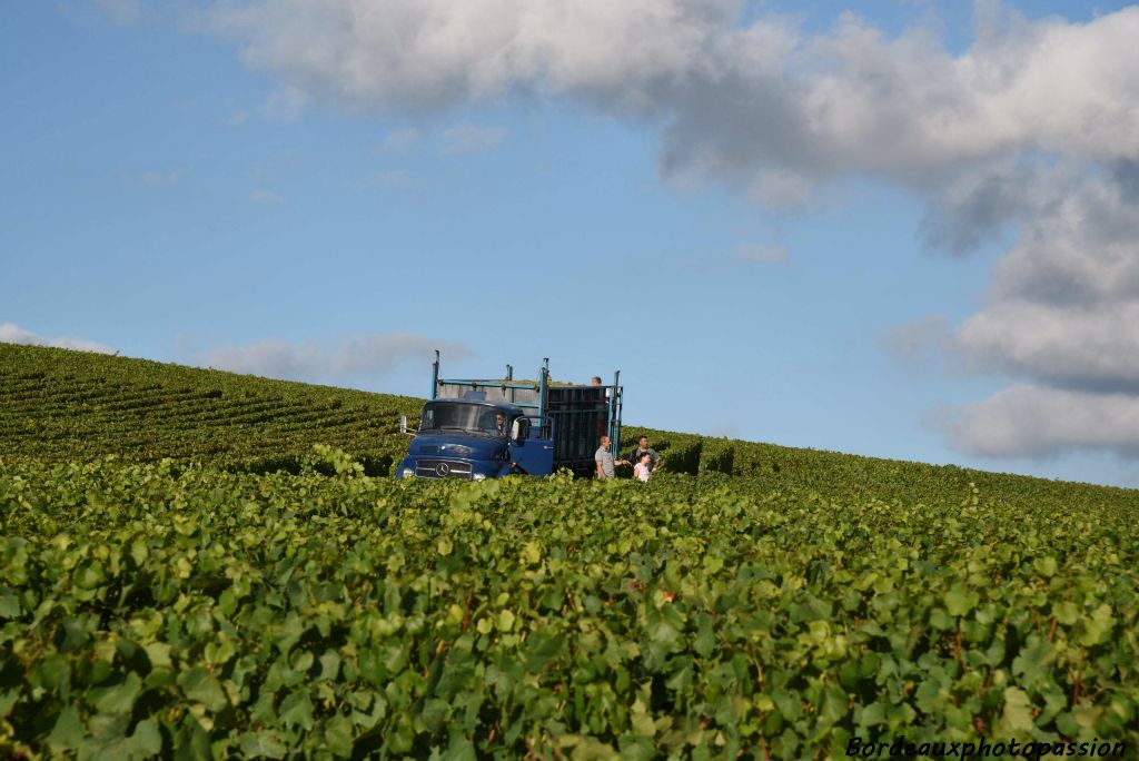 La production de raisins se trouvant souvent éloignée de la fabrication du champagne, on fait appel à des camions pour transporter les précieuses cagettes de raisin.