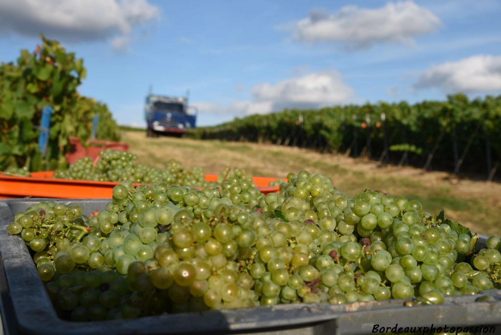 Cette année la récolte sera moins abondante en raison des intempéries du printemps. Le gel, la grêle et  les maladies n'ont pas épargné le vignoble champenois.