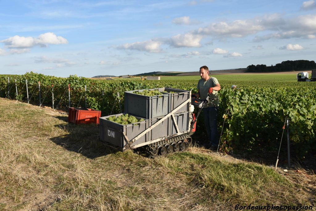 Un outillage adapté pour le transport des lourdes cagettes de raisin.