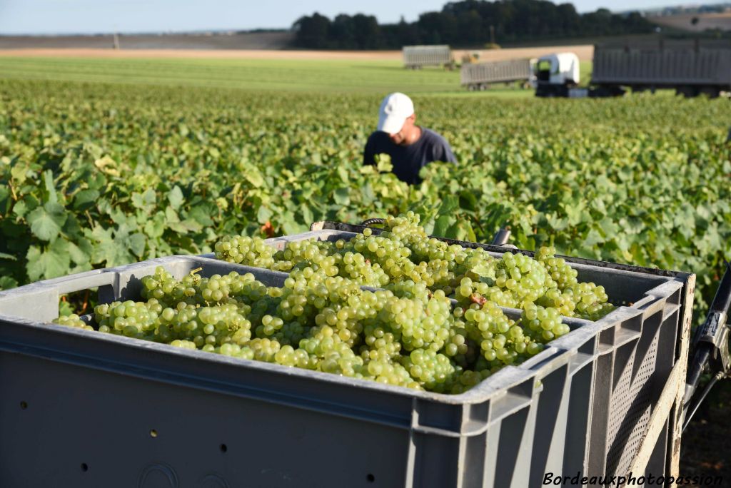 Le département de l'Aube a été particulièrement touché, au point que certains viticulteurs ne vont pas vendanger cette année "car la récolte ne paiera pas la cueillette".