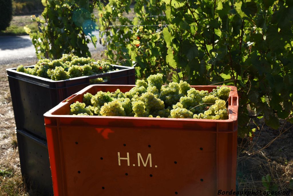 La Champagne bénéficie d'un système de réserve de vin de champagne (stocké dans des cuves) qui permet les bonnes années de conserver une partie de sa vendange pouvant être commercialisée par la suite.