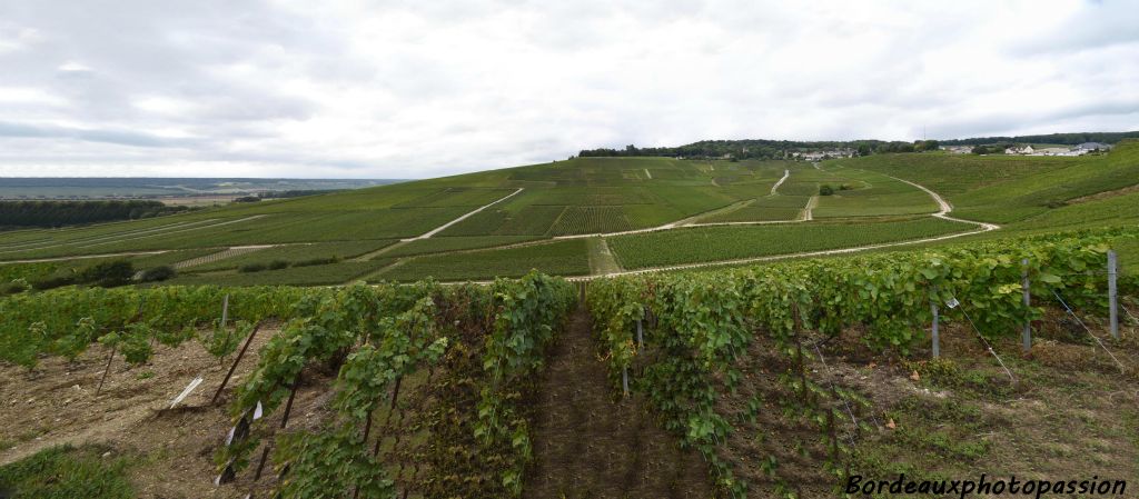 Des vignobles à perte de vue près d'Hautvillers.  Hautvilliers, au cœur de la Champagne, à 5 km au nord d’Épernay, se situe au carrefour entre la vallée de la Marne et la Montagne de Reims.