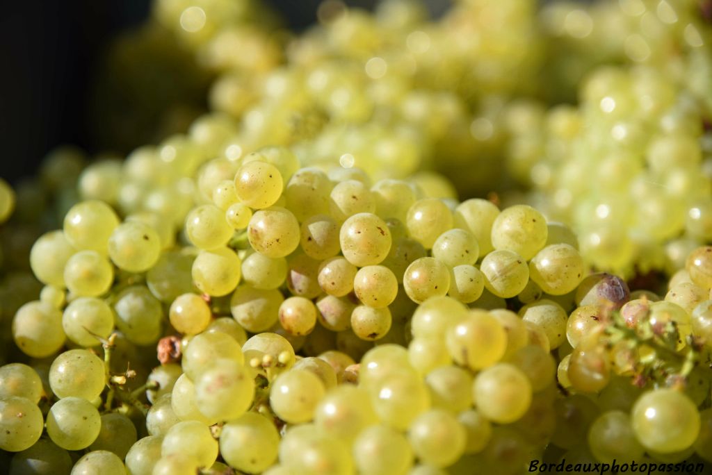 Le chardonnay est le dernier cépage vendangé. Le pinot noir et le pinot meunier sont déjà en cuve.