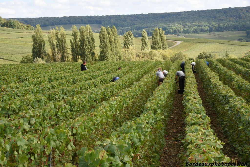 Contrairement aux pratiques du Bordealais, les vendanges doivent être obligatoirement manuelles en Champagne.