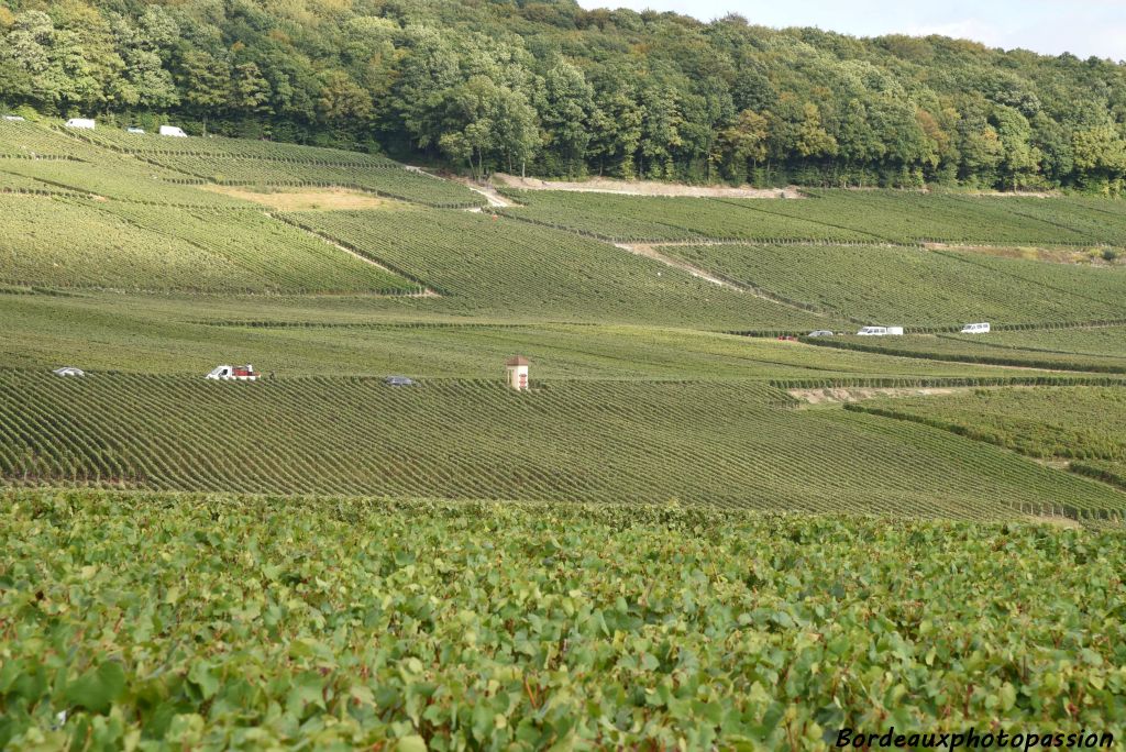 Des fourgons blancs au mileu des vignes. Ils servent au transport des vendageurs et des cagettes de raisin.