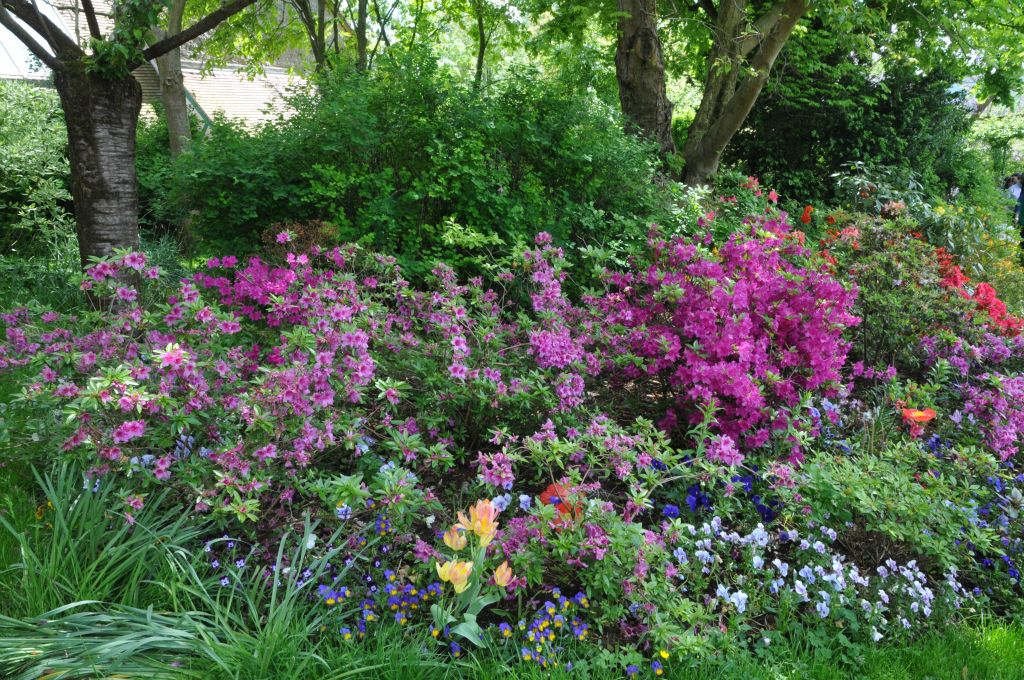 Ma visite en ce début de mai correspond à la floraison d'un grand nombre de plantes  parmi lesquelles les rhododendrons colorés.