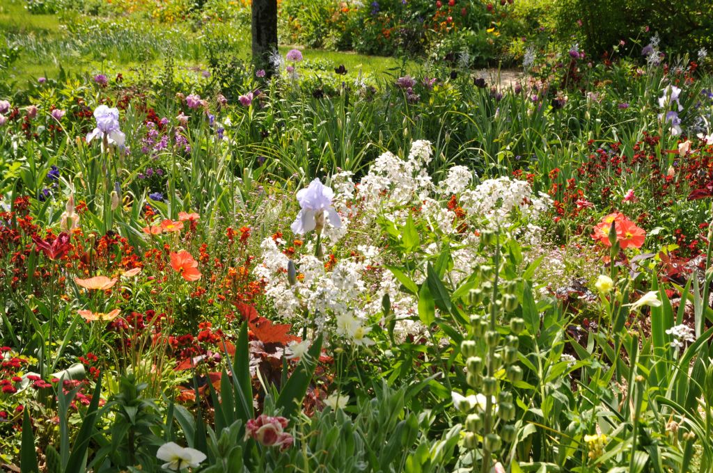 Giroflées, iris, pavots, monnaie du pape, tulipes, pensées offrent une palette extraordinaire de couleurs printanières.