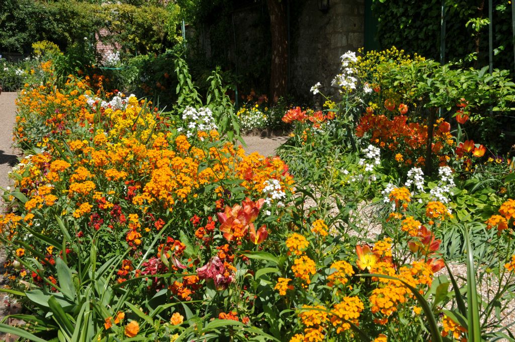 Des teintes chaudes  apportées par les giroflées, les pensées et les tulipes.