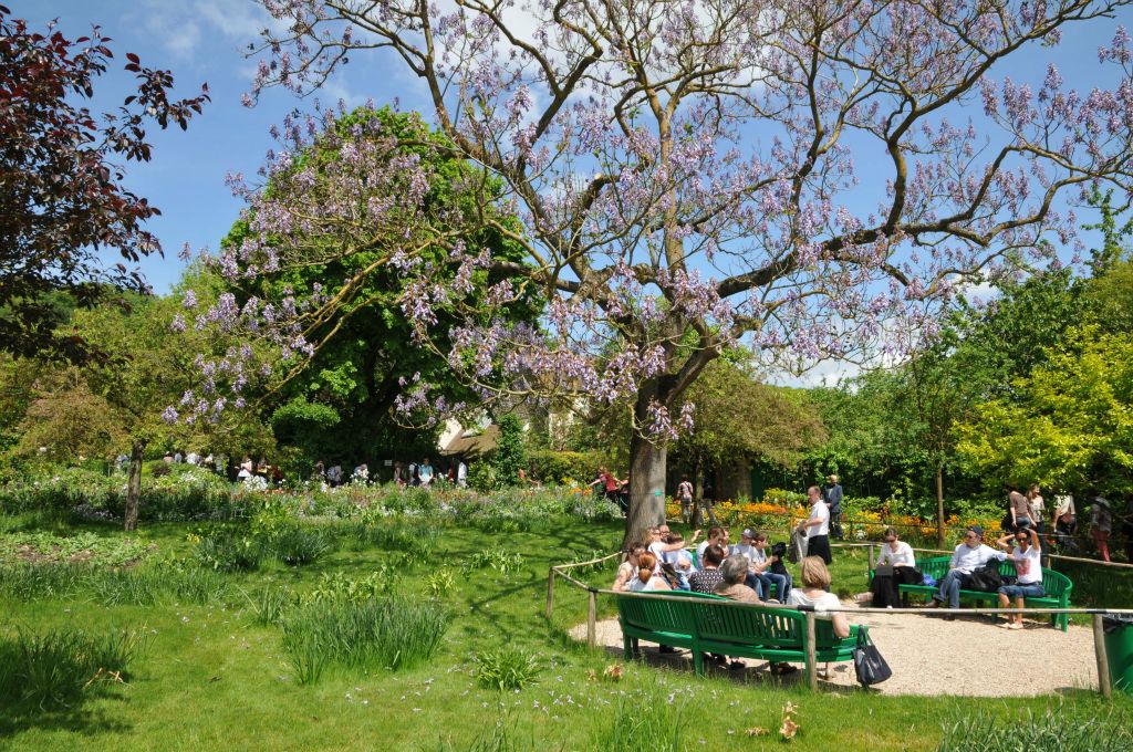 Qu'il est bon de se reposer sous le paulownia avec ses fleurs de couleur violette.