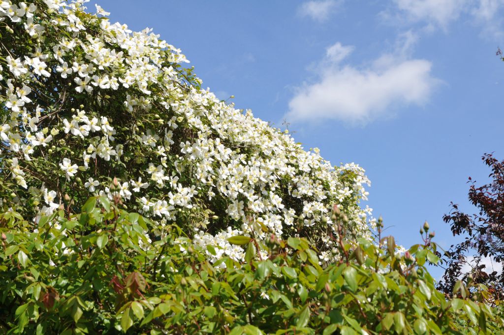Des clématites très anciennes en pleine floraison.