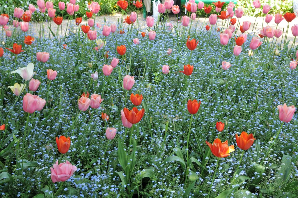 Un mélange subtil de tulipes et de myosotis.