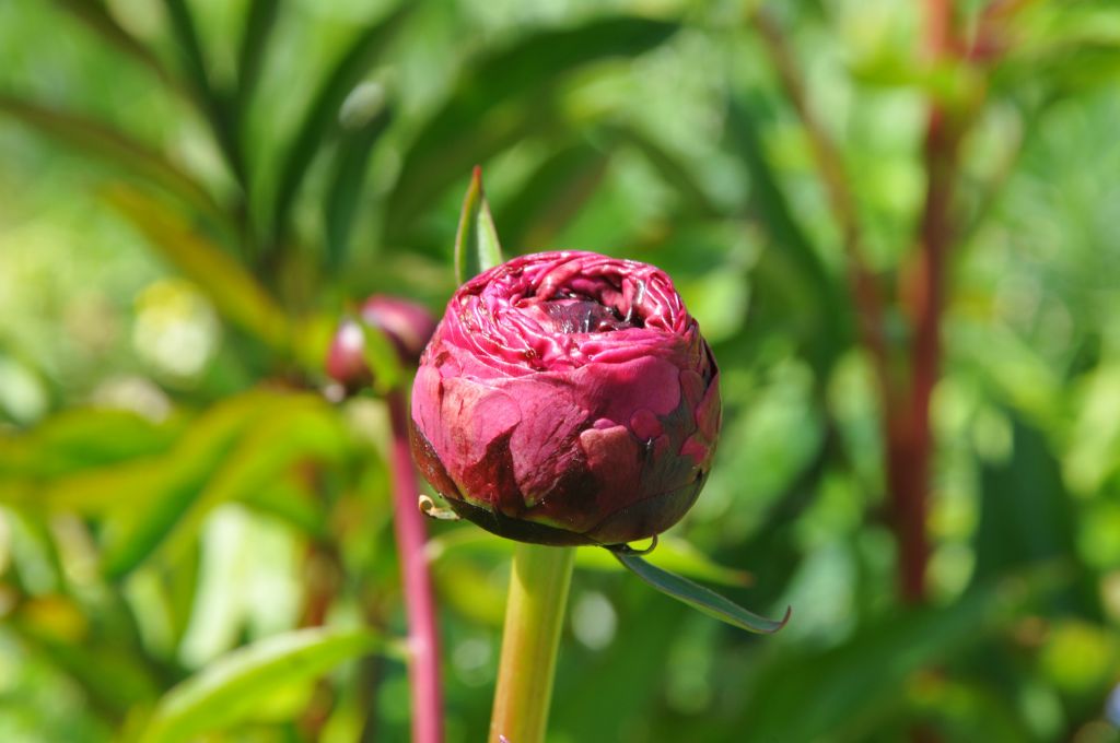 Les pivoines ne sont pas encore tout à fait écloses. Dommage.