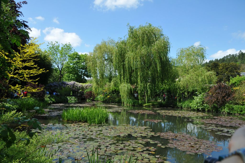 Le saule pleureur si souvent peint par Monet sur ses toiles.