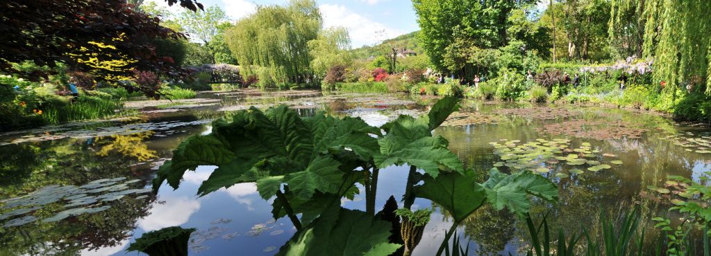 Monet exécutera plus de 250 peintures inspirées par l'étang aux nymphéas.