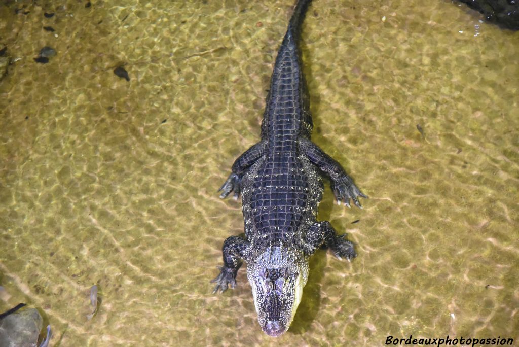 La fosse aux crocodiles, une première mondiale au moment de l'inauguration de l'exposition coloniale.