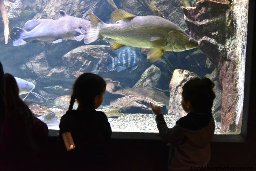 En 1985, la direction des musées de France reconnaît la spécificité de l'Aquarium et sa complémentarité avec le musée.