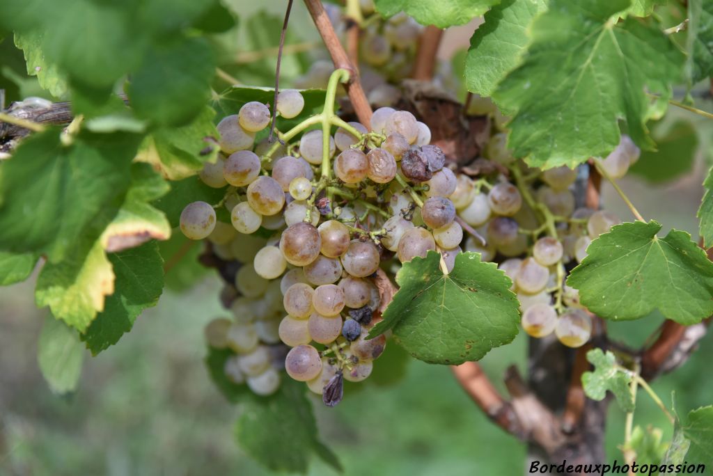 ...tel le ondenc cépage du Sud-Ouest qui a longtemps peuplé les vignobles bordelais, bergeracois, Duras et Gaillac. Il a été éliminé au moment de la crise du phylloxéra, au profit notamment du sémillon et du sauvignon.