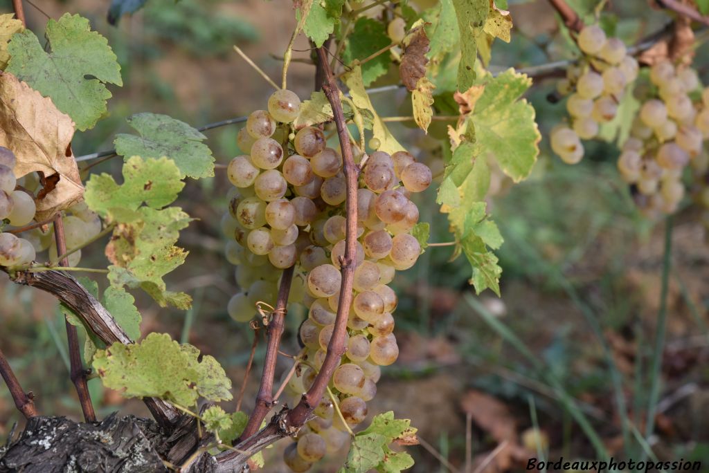 Ne pas oublier de déguster les grains dorés du sémillon, du sauvignon ou bien de la muscadelle.