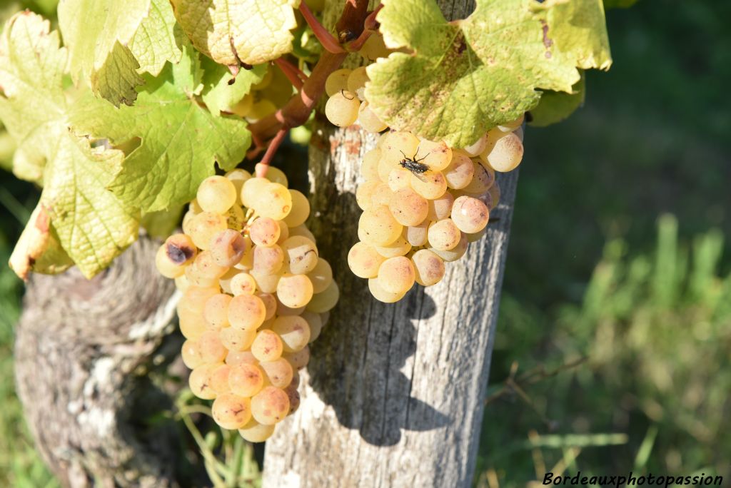 "On n'attrape pas les mouches avec du vinaigre" c'est à dire "On obtient plus facilement quelque chose par la douceur.".. Goûtez alors les vins de la famille Alexis ! (avec modération!)