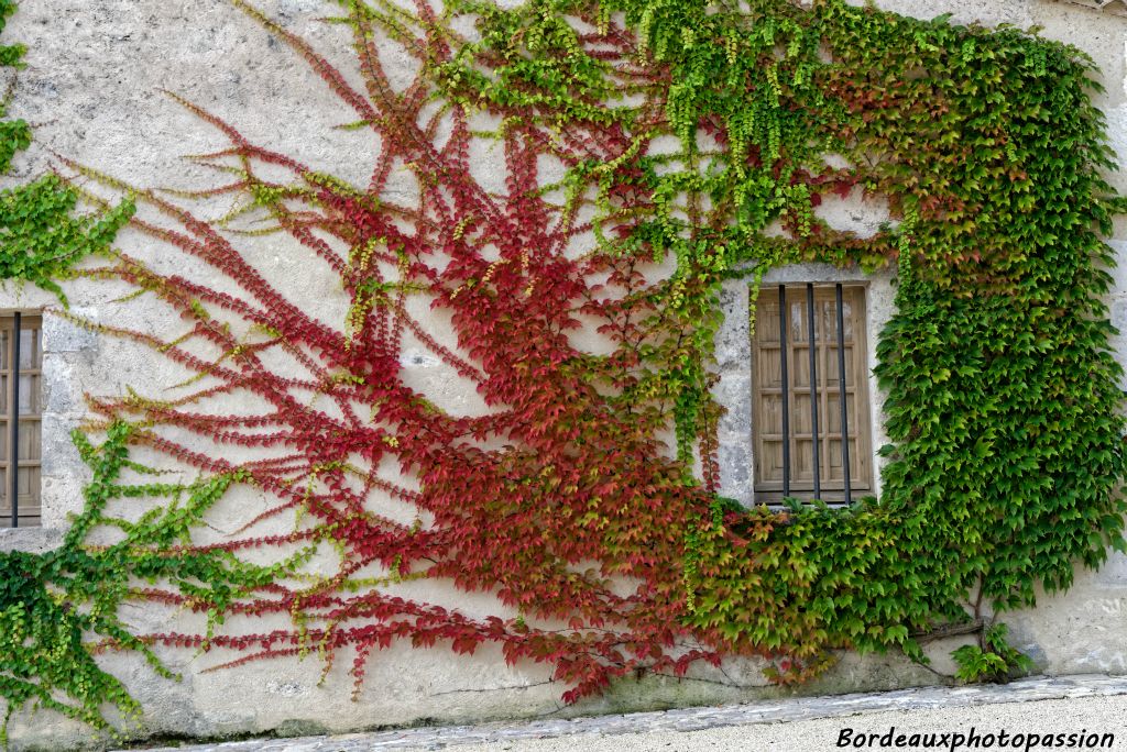 Ce n'est pas avec cette variété de vigne que Monestier La Tour fait son vin.