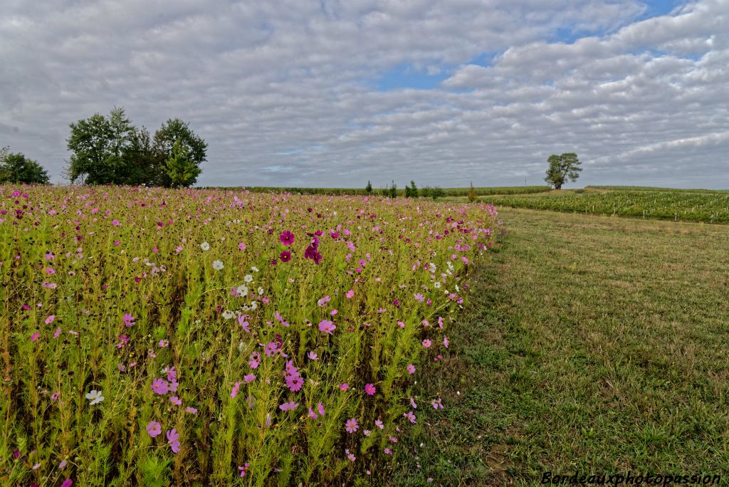 En s'élevant sur la colline, la campagne fleurie s'offre à notre regard...