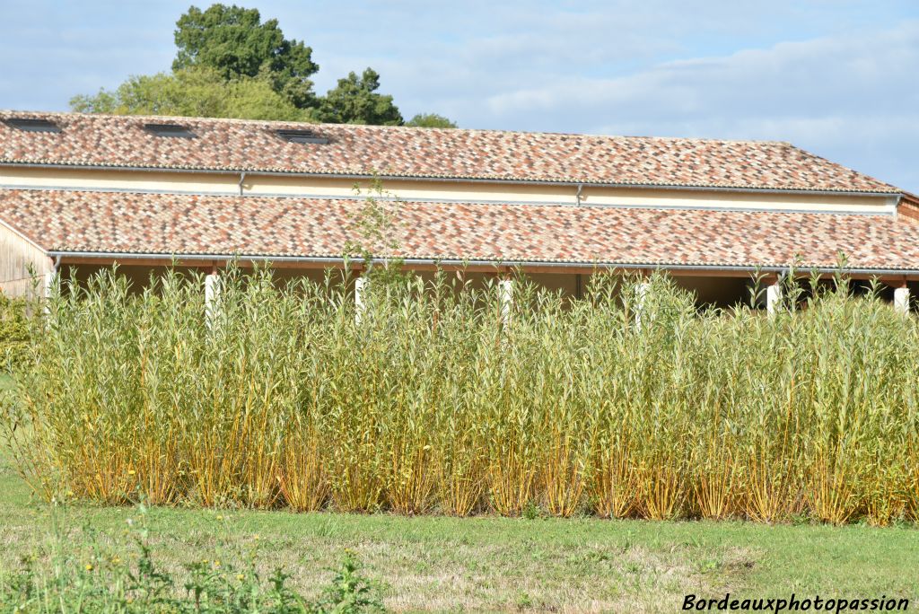 L'écorce d'osier est utilisée dans le traitement de la vigne pour ses vertus anticryptogamiques et pour faciliter la circulation de la sève.