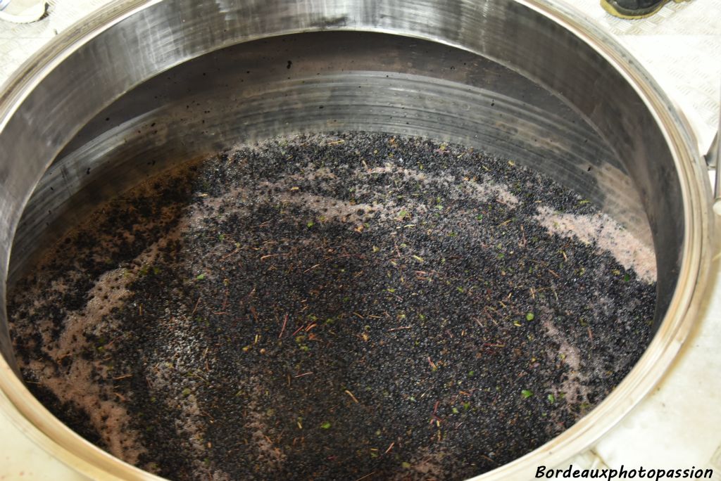 Cépage merlot au début de la fermentation. À l'aide d'une pompe, le vigneron effectue des relevages réguliers... il envoie le vin de bas de cuve au-dessus du chapeau de peaux et pépins qui surnage.