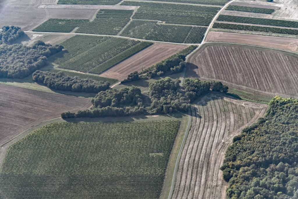 Le vert des vignes contraste avec les sols labourés.