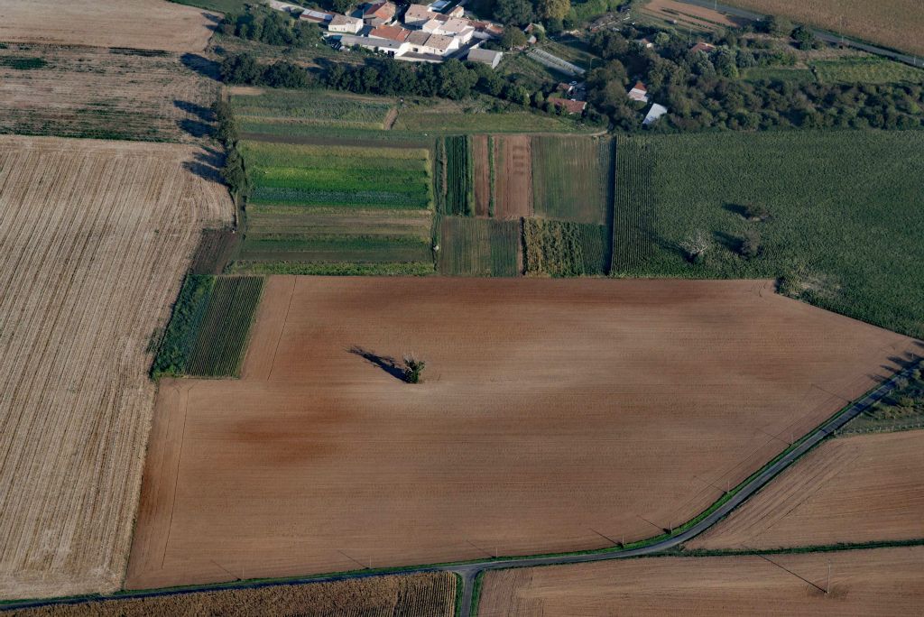 La solitude de l'arbre.