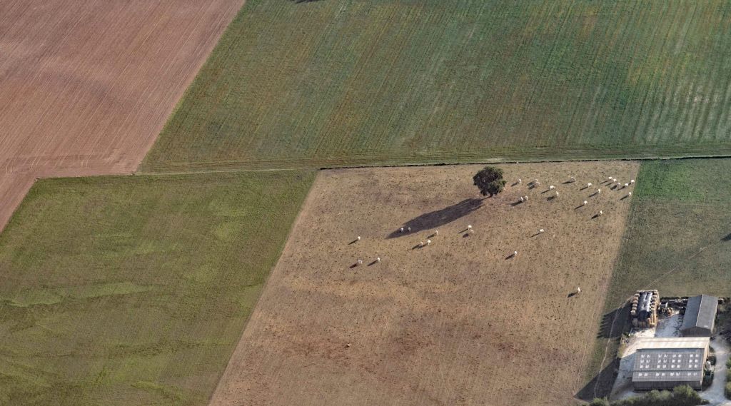 Du ciel, on imagine le bétail sur un champ vert plutôt que marron.