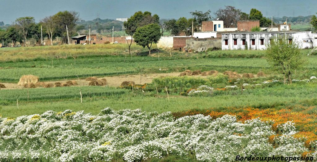 De nombreux champs sont consacrés à la culture des fleurs. Il y a une forte demande des Hindous qui au temple après les rites de purification, offrent des fleurs dont chaque couleur est un symbole. Fleurs blanches pour Shiva