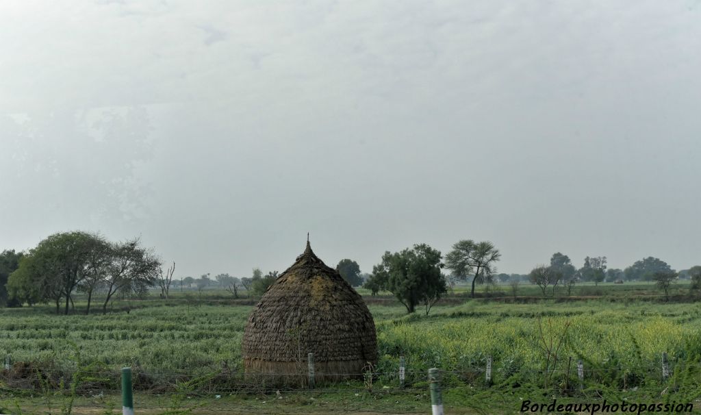 Meule de millet dans la campagne verdoyante.