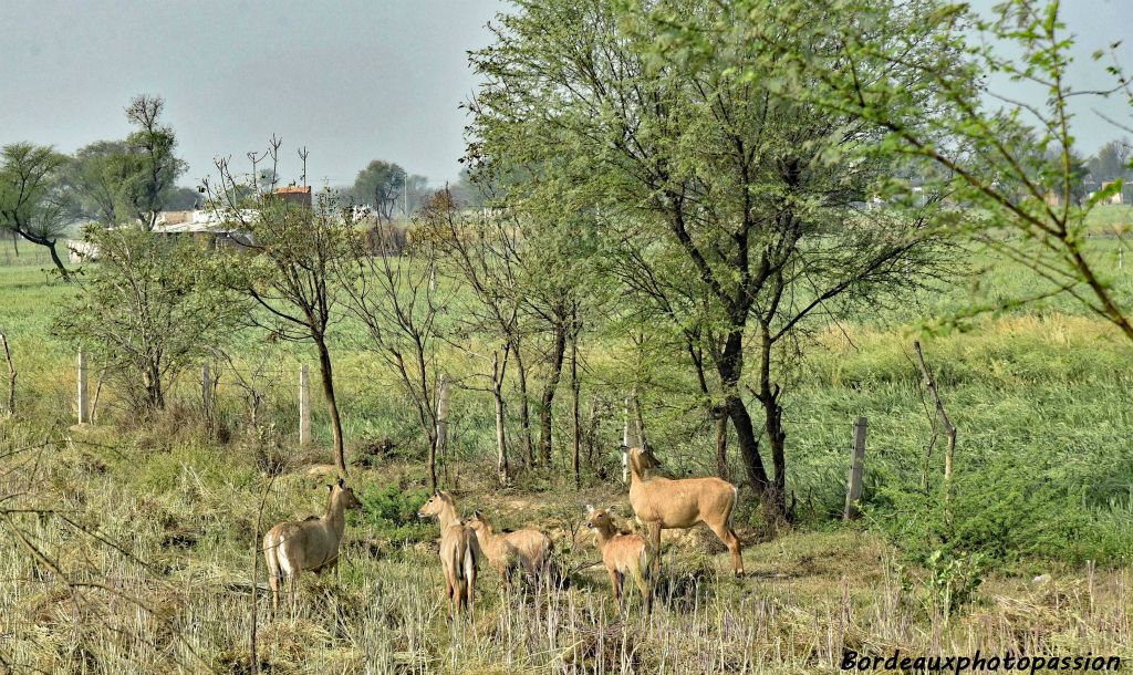 Les animaux sauvages peuvent être un fléau pour les paysans d'où la présence de cabanes pour surveiller jours et nuits les champs cultivés.