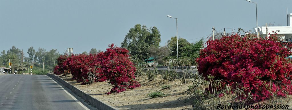 En cette fin d'hiver, les terre-pleins de voie rapide sont fleuris.