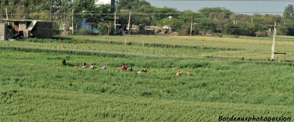 Dans cette zone, l'agriculture est riche et variée.