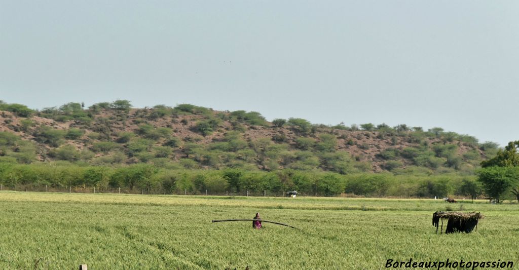 Il faut changer le tuyau d'irrigation de place.