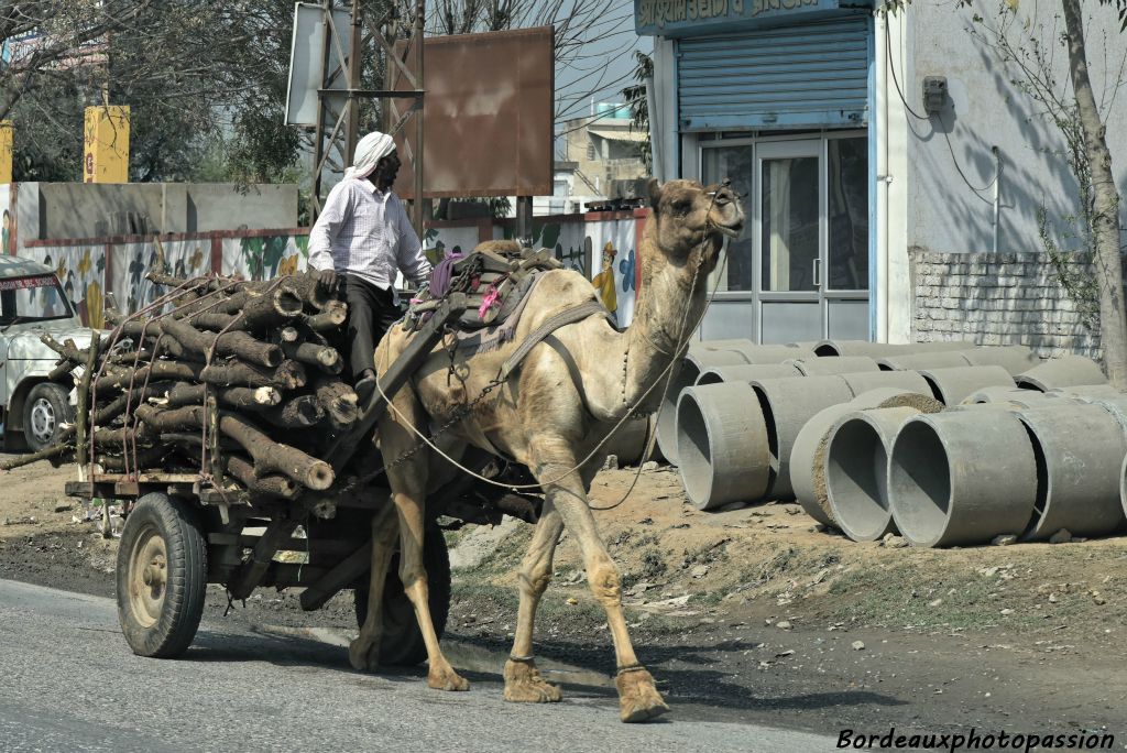 Quand on n'a pas de tracteur le dromadaire peut faire l'affaire !