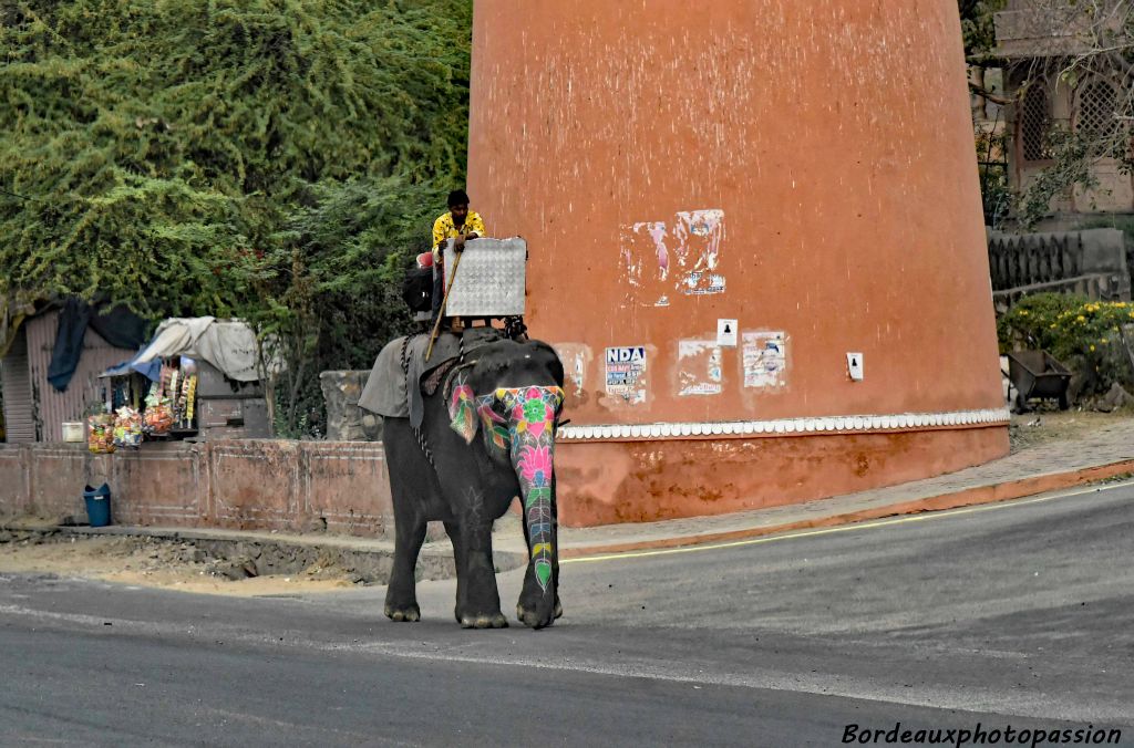 L'éléphant décoré peut être utilisé pour monter au fort d'Amber, à l'occasion d'un mariage pour porter le futur marié, à l'occasion du Festival des éléphants ou encore pour Holi, fête hindoue printanière des couleurs. 
