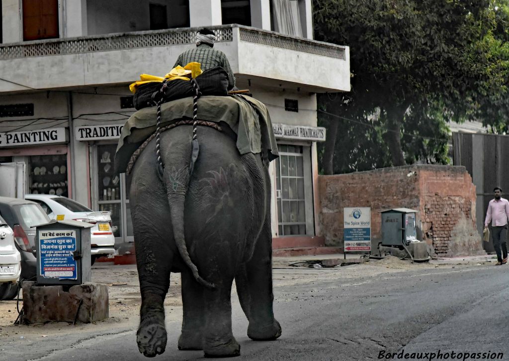Pour les Indiens, l'éléphant est le symbole de la sagesse, de la puissance et de la dignité.