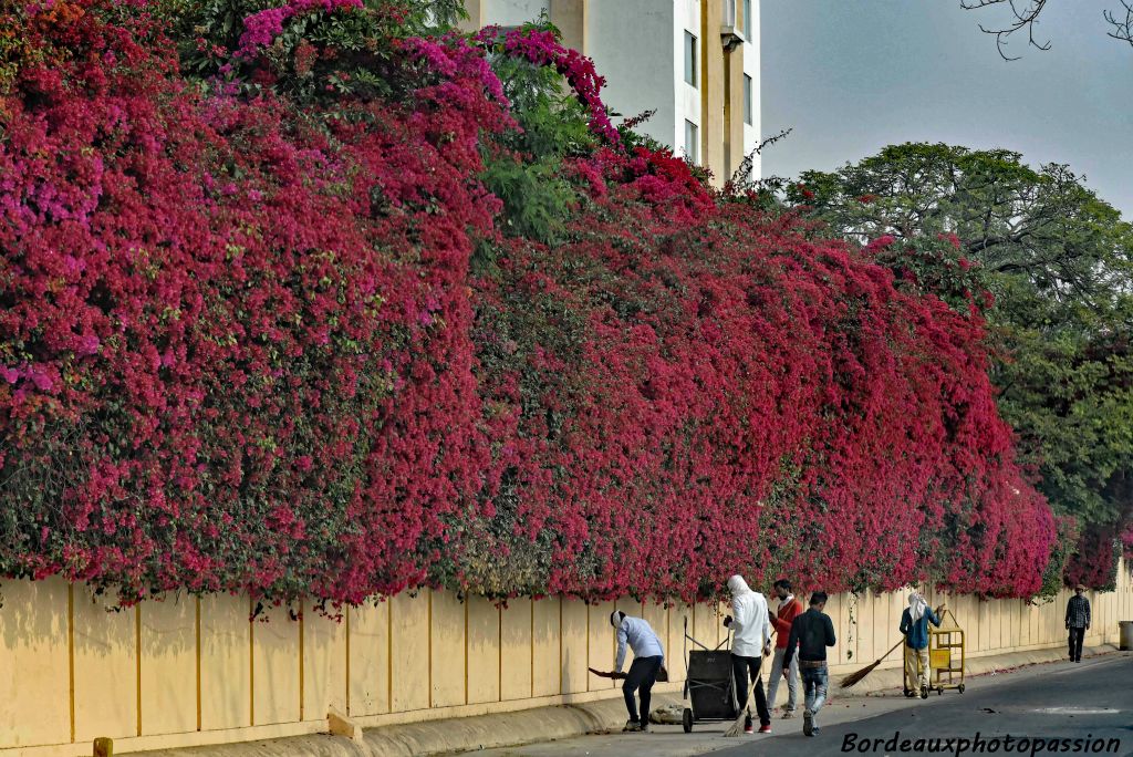 Scène de balayage matinal sous un mur fleuri.