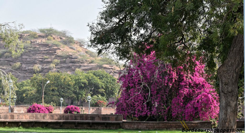 Les bougainvillées sont en pleine floraison.