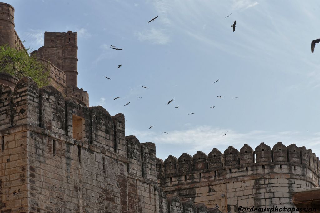 Le fort de Mehrangarth est surnommé le magnifique. Nous sommes accueillis par quelques corvidés.
