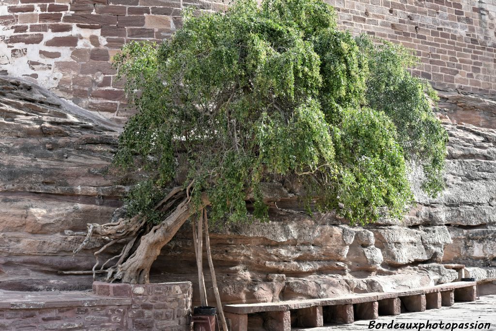 Un arbre qui a essayé de pousser au pied du colosse.