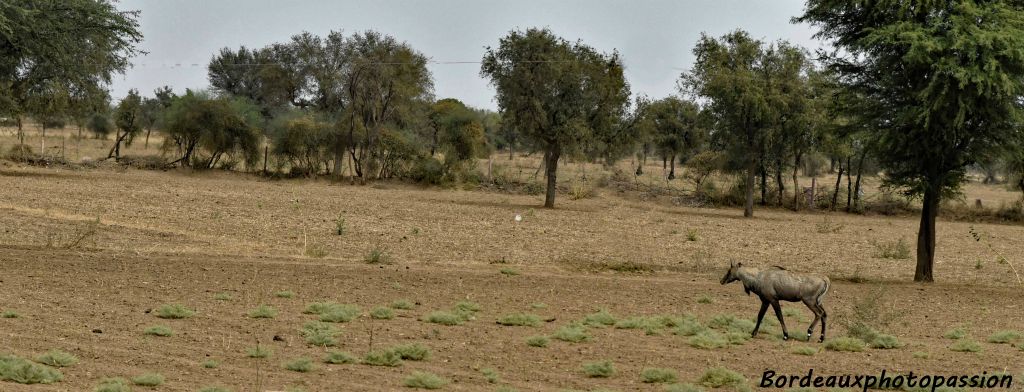  Ils se caractérisent par leur végétarisme, leur respect strict de toute forme de vie, leur protection des arbres et des animaux (comme ici l'antilope Nilgaut, mâle).