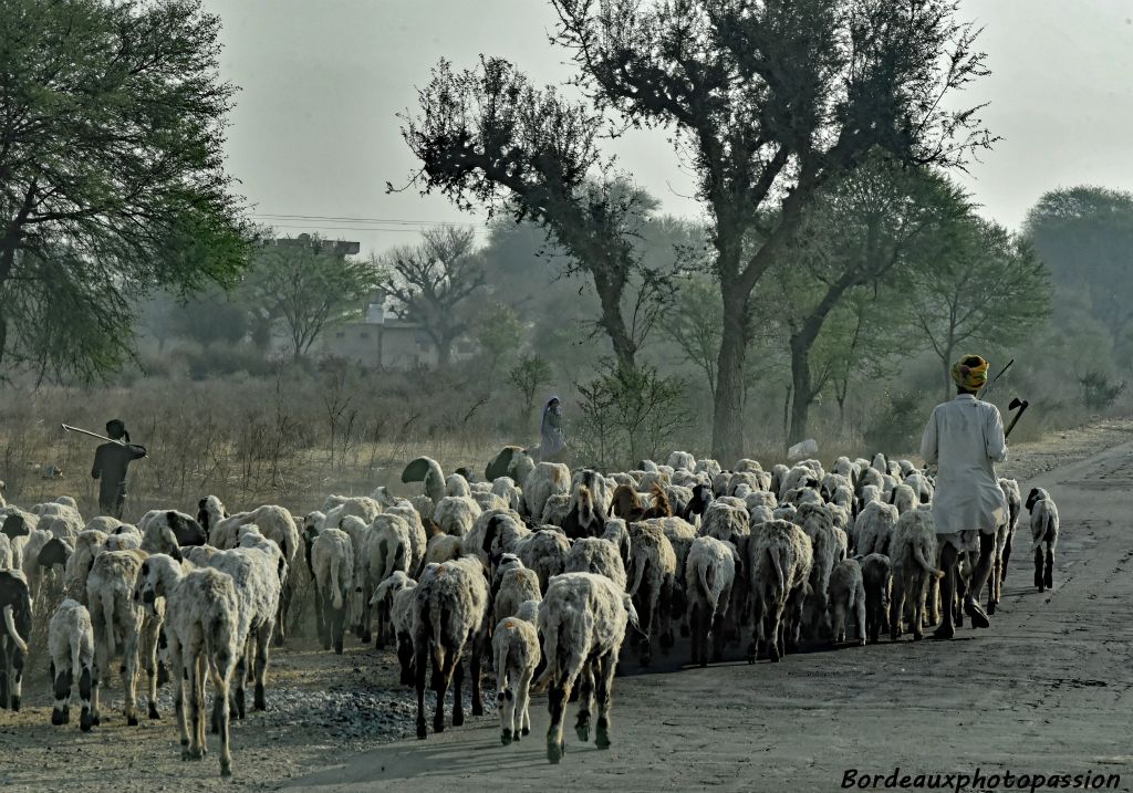  Le Rajasthan est  le premier État en terme de production de laine. 