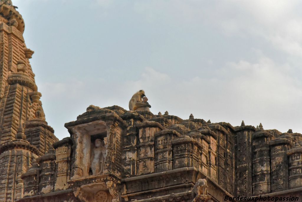 ... habités par les singes qui y sont vraiment à l'aise.